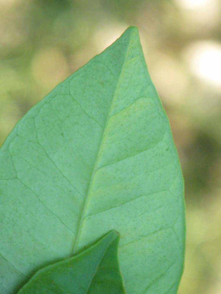              Margin (Winter Haven, FL)       